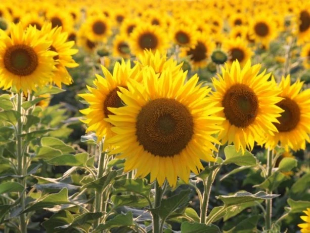 برمجة زراعة دوار الشمس على مساحة 1000 هكتار بالطارف