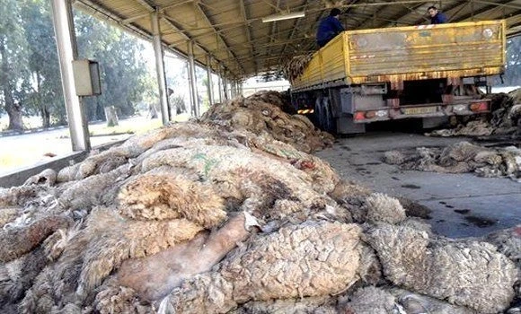 مشاركة واسعة عبر مختلف الولايات في حملة جمع جلود الأضاحي