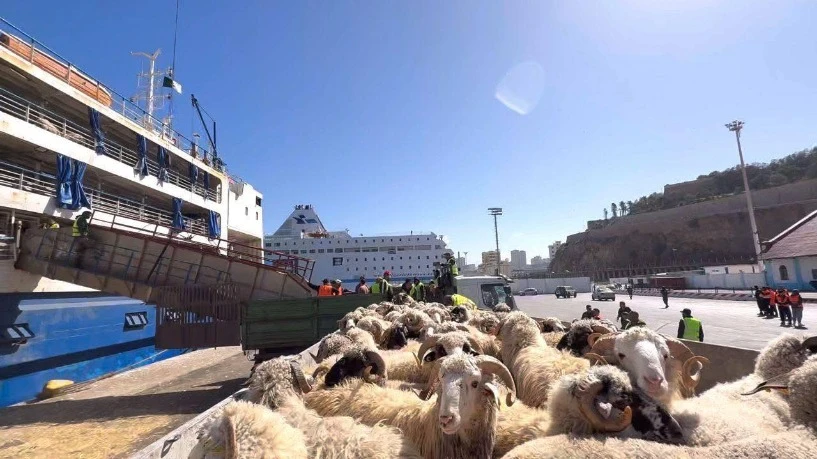 تكثيف التحضيرات لاستقبال وبيع الأضاحي المستوردة تحسبا لعيد الأضحى