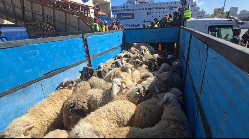 ميناء وهران :  وصول أول شحنة  قادمة من رومانيا  محملة  بأزيد من 17 ألف رأس غنم