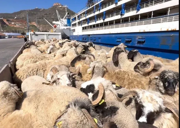 ميناء وهران : وصول باخرة محملة ب 23 ألف رأس غنم قادمة من إسبانيا