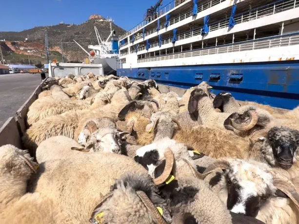 وهران : وصول باخرة محملة ب 7 ألاف رأس غنم قادمة من إسبانيا