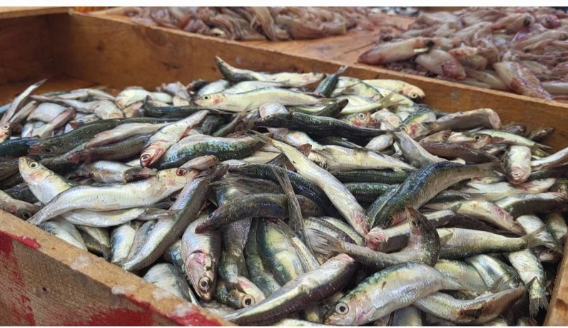 وهران: انخفاض أسعار السردين  لتترواح مابين 300 و400 دج في أسواق المدينة