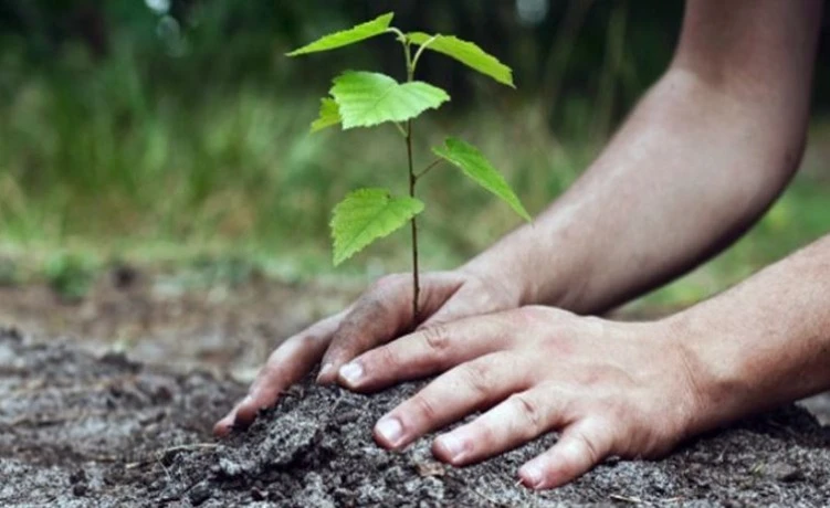 حملة تشجير واسعة  الخميس بمصنع كنوف الجزائر بوهران