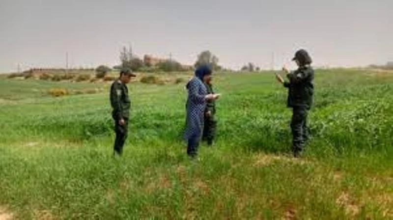 خرجات ميدانية للوقاية من انتشار "الجراد بسعيدة