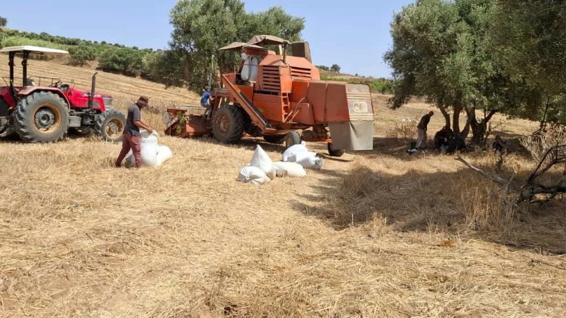مستغانم...  إنتاج أزيد من 221 ألف قنطار من الحبوب