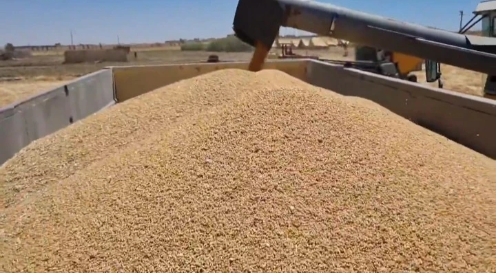 للرفع من مردودية الإنتاج لهذا الموسم :مديرية الفلاحة بتيارت ترافق منتجي الحبوب