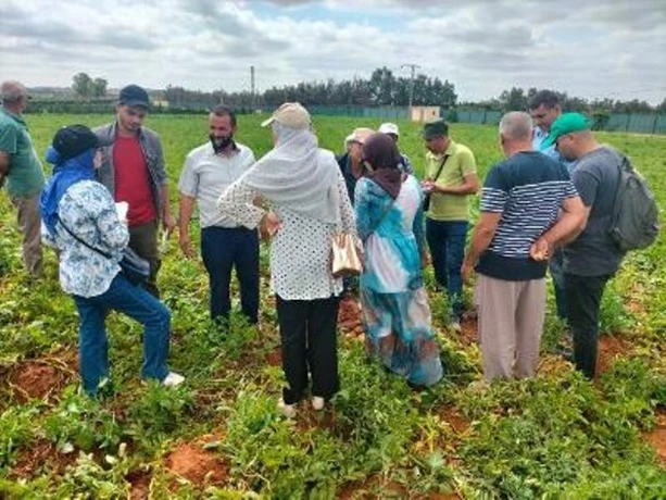 مستغانم ...لجنة من وزارة الفلاحة تضم إطارات وخبراءتُعاين منتوج البطاطا