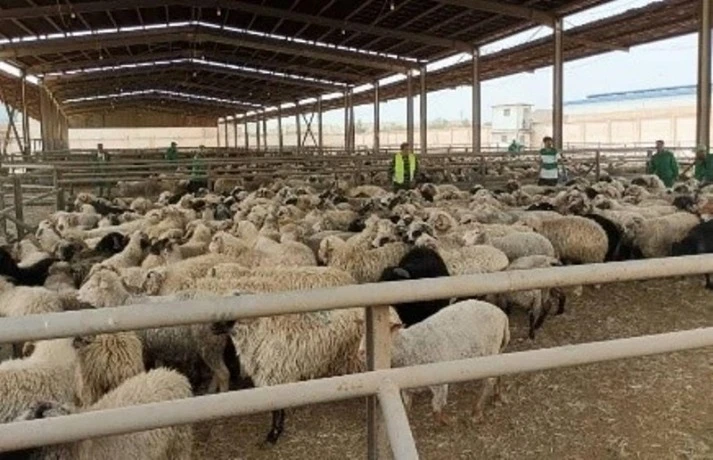 تخصيص 6 نقاط لبيع الأضاحي المستوردة بالنعامة