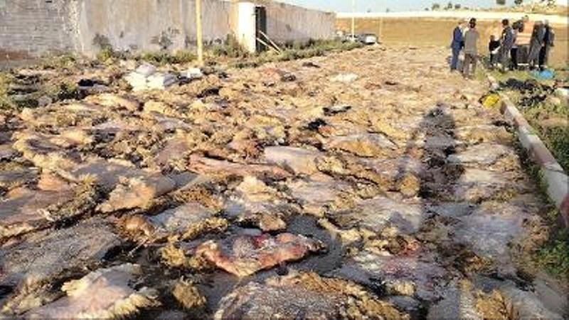 غليزان : توٌجه أزيد من 85 بالمائة منها للتثمين .....جمع أكثر من 22 ألف من جلود الأضاحي بغليزان