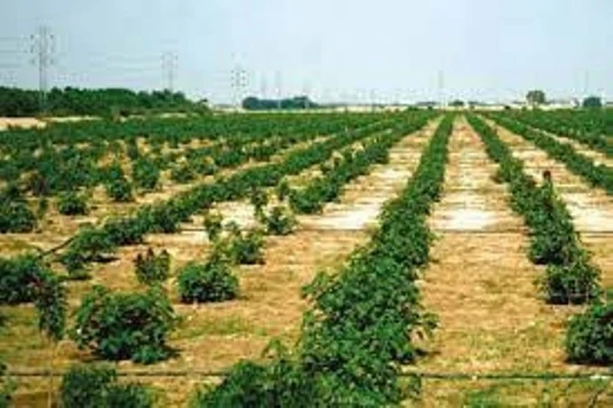 لجنة الري والفلاحة والغابات والصيد البحري بتلمسان ... المطالبة بدعم المزارع النموذجية وتفعيل نشاطها الاقتصادي