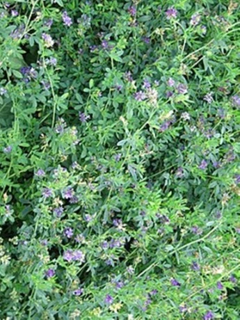 تستعمل كعلف لتغذية المواشي :  مردود وفير  لنبتة "الفصة"  بسعيدة