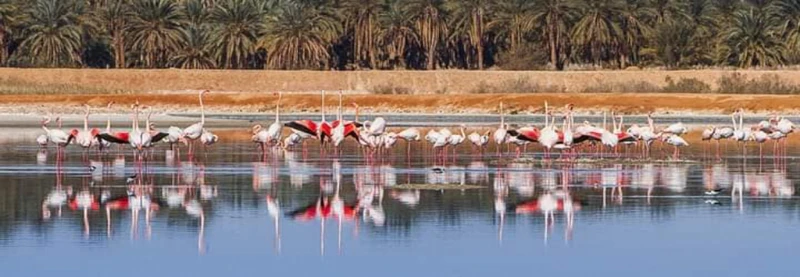 إحياءً لليوم العالمي للمناطق الرطبة بتلمسان  .... إحصاء أكثر من 7 آلاف طير مهاجر ببحيرة ضاية الفرد والسدود