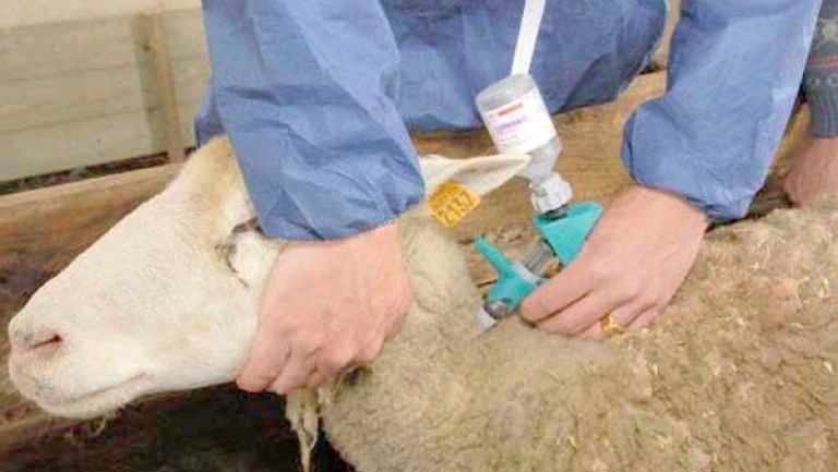 سعيدة: تلقيح أزيد من 619 ألف رأس من المواشي ضد داء المجترات الصغيرة