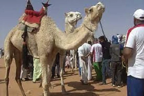 البيض: 26 مشاركا في الطبعة السابعة لمهرجان سباق المهاري ببرزينة