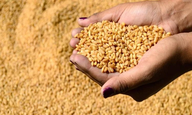 غليزان : تواصل عملية تسليم بذور القمح مجانا للمزارعين المتضررين من الجفاف