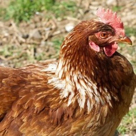 انطلاق الثلاثاء حملة التلقيح ضد الإنفلونزا الموسمية بتيسمسيلت  .... تخصيص 23 ألف جرعة  للعملية