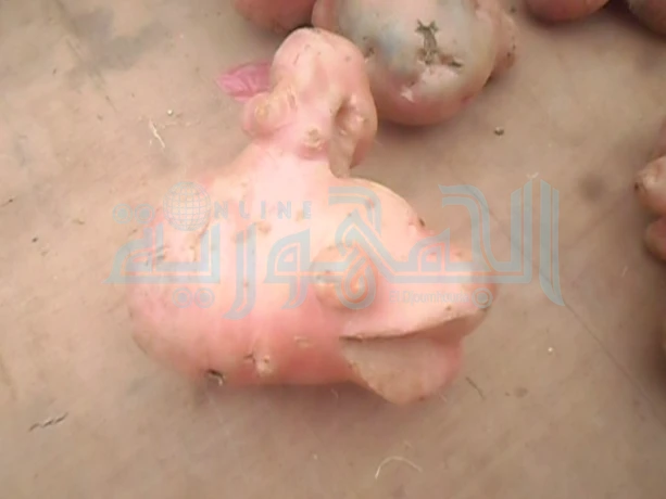 بطاطا بأشكال غريبة معروضة ب 50 دج للكلغ الواحد بسوق الابيض سيدي الشيخ جنوب البيض