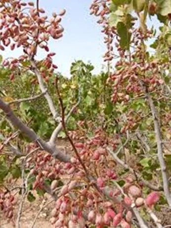 سيدي بلعباس ... الوالي حاجي يُشرف على  إطلاق عملية غرس هكتارين من أشجار الفستق