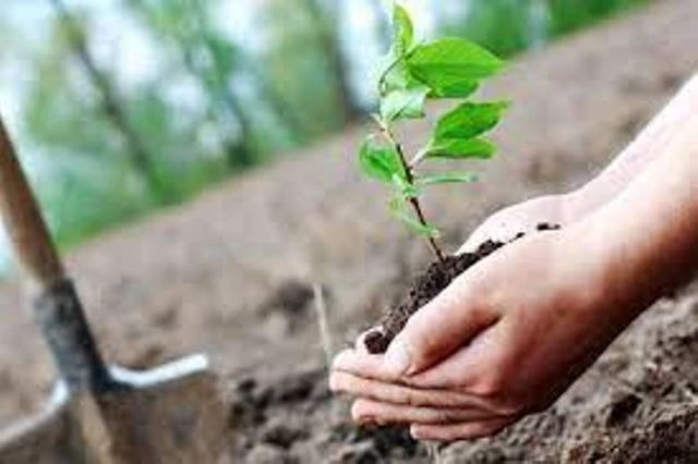 النعامة:  غرس 500 شجرة بمدخل البلدية ومنطقة سويقة