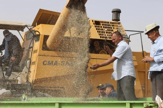 تسجيل أول تجربة ناجحة في الزراعات الزيتية بتيسمسيلت ...انطلاق حصاد  دوار الشمس على مساحة 12 هكتارا