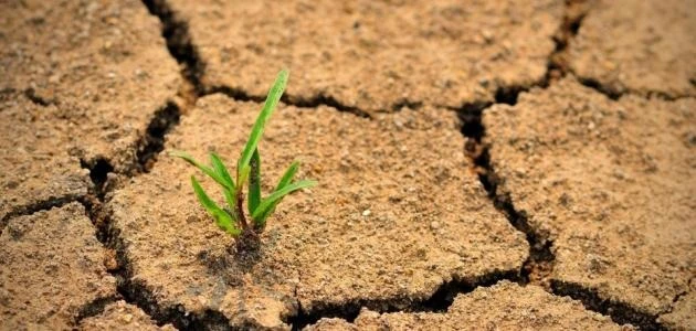 البيض :  بعث  برنامج السد الأخضر عبر 16 بلدية لمواجهة ظاهرة التصحر