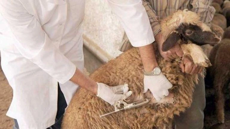 لتقديم الرعاية الصحية للحيوانات بمستغانم ...توزيع اللقاحات على البياطرة الخواص