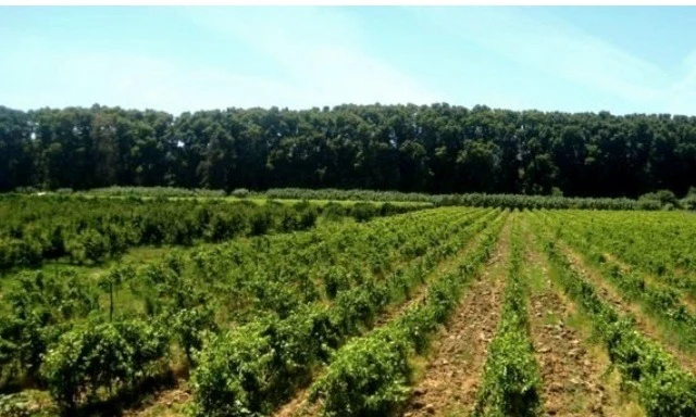 فلاحة: إعذار أكثر من 15 ألف مستفيد من المستثمرات التابعة لأملاك الدولة لعدم احترامهم دفتر الشروط