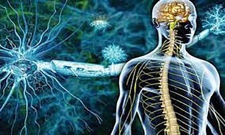 دراسة ألمانية: الخلايا الدهنية تساعد فى إصلاح الأعصاب التالفة