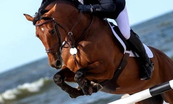 المسابقة الوطنية للقفز على الحواجز: تتويج الفارس سيد علي علالي  بالجائزة الكبرى نجمتين بوهران