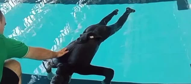 انطلاق البطولة الوطنية للغوص الحر داخل المسبح  بوهران 80غواصا وغواصة تحت أعين المديرية الفنية