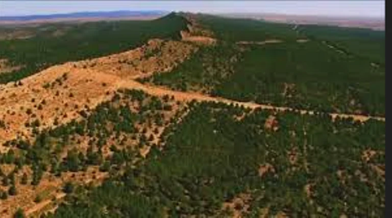 السد الأخضر : إطلاق أول مشروع استثماري لإنتاج الخشب نهاية 2025