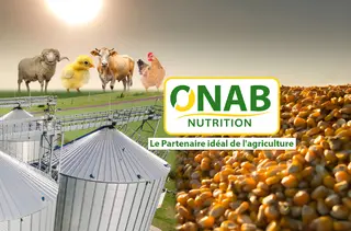 رمضان: مجمع "أوناب" يسطر برنامجا لتعزيز تموين السوق الوطنية باللحوم البيضاء