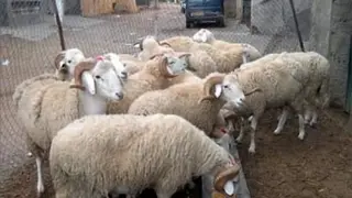 سوق رحمة لأضاحي العيد بالسانيا  لسكان وهران بداية من غد