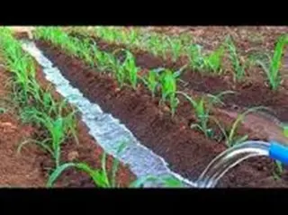 تخصيص 150 هكتارا من الذرة الموجهة للموالين :بريزينة تجربة رائدة في الزراعة العلفية