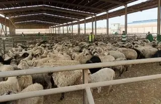 تخصيص 6 نقاط لبيع الأضاحي المستوردة بالنعامة