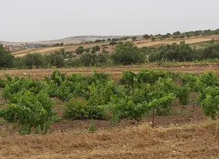 500 مشروعا استثماريا في القطاع الزراعي بغليزان