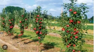 خنشلة: توقع إنتاج 6 ر1مليون قنطار من التفاح خلال الموسم الفلاحي الحالي