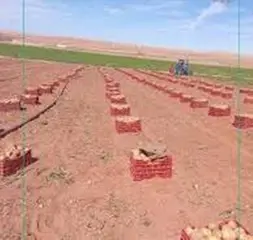 البيض....  خرجات ميدانية عبر المستثمرات  لمتابعة تطبيق التسعيرة الجديدة للبطاطا