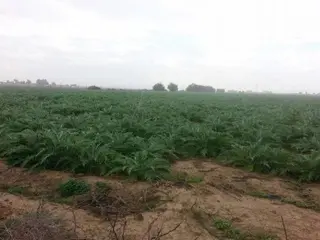 غليزان : الشروع في جمع محصول الأرضي الشوكي و البطاطا الموسمية