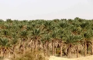 المغير: جهود حثيثة لتطوير شعبة النخيل وتحسين جودة أصناف التمور المحلية