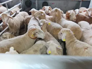 ميناء تنس : وصول شحنة ثالثة  من رؤوس الأغنام  قادمة من إسبانيا