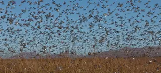 مديرية الفلاحة بتلمسان .. إجراءات وقائية  لمواجهة الجراد الصحراوي