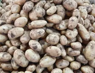 انطلاق عملية جني البطاطا الموسمية بغليزان  ...توقعات بتحقيق إنتاج  يفوق  130 ألف قنطار