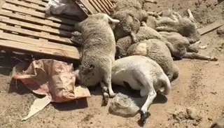 تيارت: نفوق 43 رأس من الماشية بسبب التسمم الجرثومي المعوي