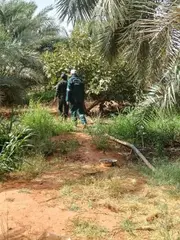تيميمون....محافظة الغابات  تكثف  من دوريات مراقبة الواحات للوقاية من الحرائق