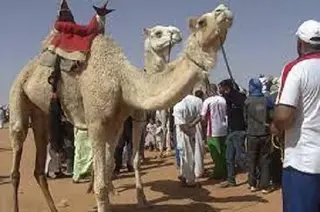 البيض: 26 مشاركا في الطبعة السابعة لمهرجان سباق المهاري ببرزينة