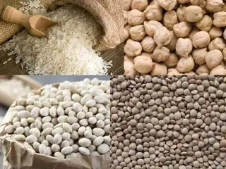 عقب تهاطل أمطار غزيرة هذا الموسم  :انتعاش في زراعة البقوليات بسيدي بلعباس