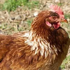 انطلاق الثلاثاء حملة التلقيح ضد الإنفلونزا الموسمية بتيسمسيلت  .... تخصيص 23 ألف جرعة  للعملية