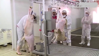 المذبح الصناعي لإنتاج اللحوم الحمراء  بغليزان عملي في رمضان